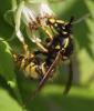 Dolichovespula saxonica